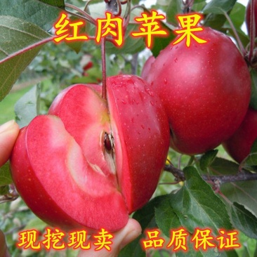 红肉苹果苗柱状苹果苗市场新品嫁接苗保证品种基地直发