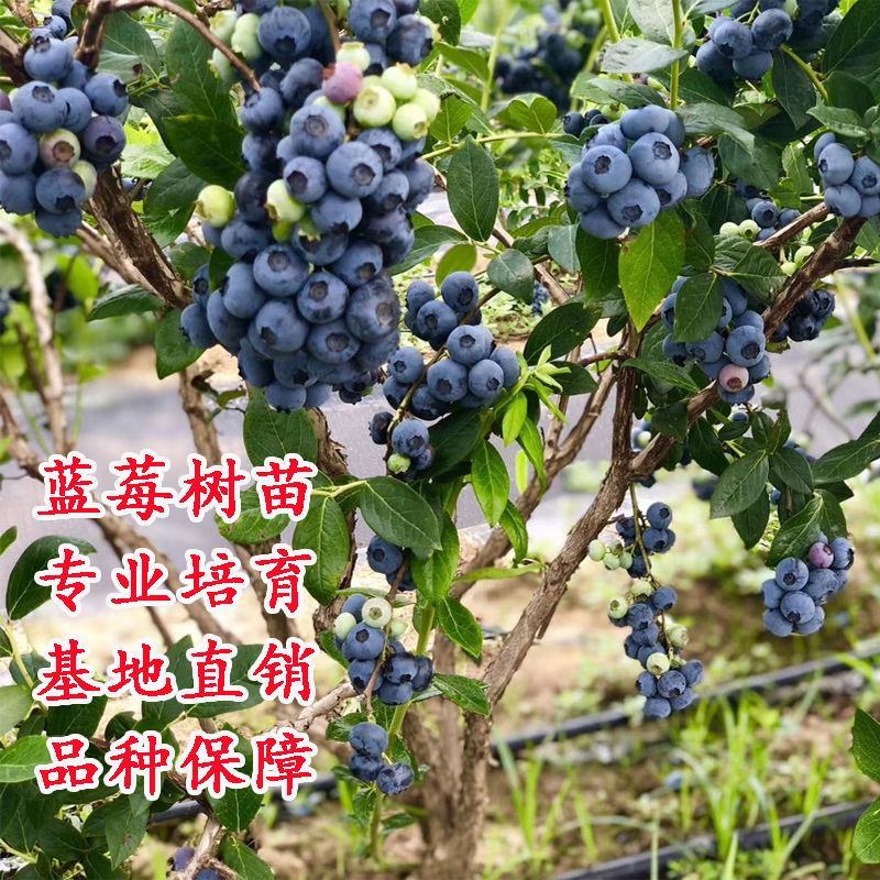 蓝莓苗蓝莓树苗基地直销品种保障保证成活长期售后