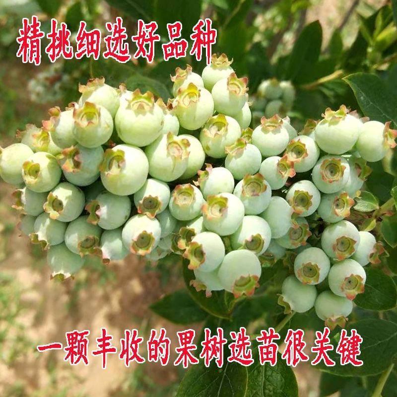 蓝莓苗蓝莓树苗基地直销品种保障保证成活长期售后