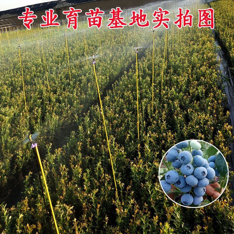 蓝莓苗蓝莓树苗基地直销品种保障保证成活长期售后