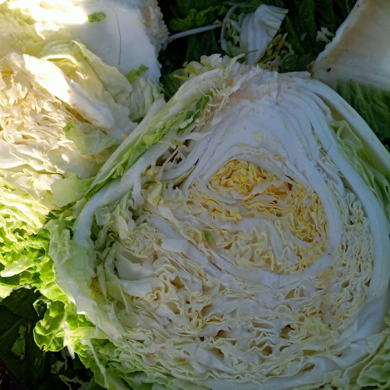 北京三号大头菜大量上市需要的联系我