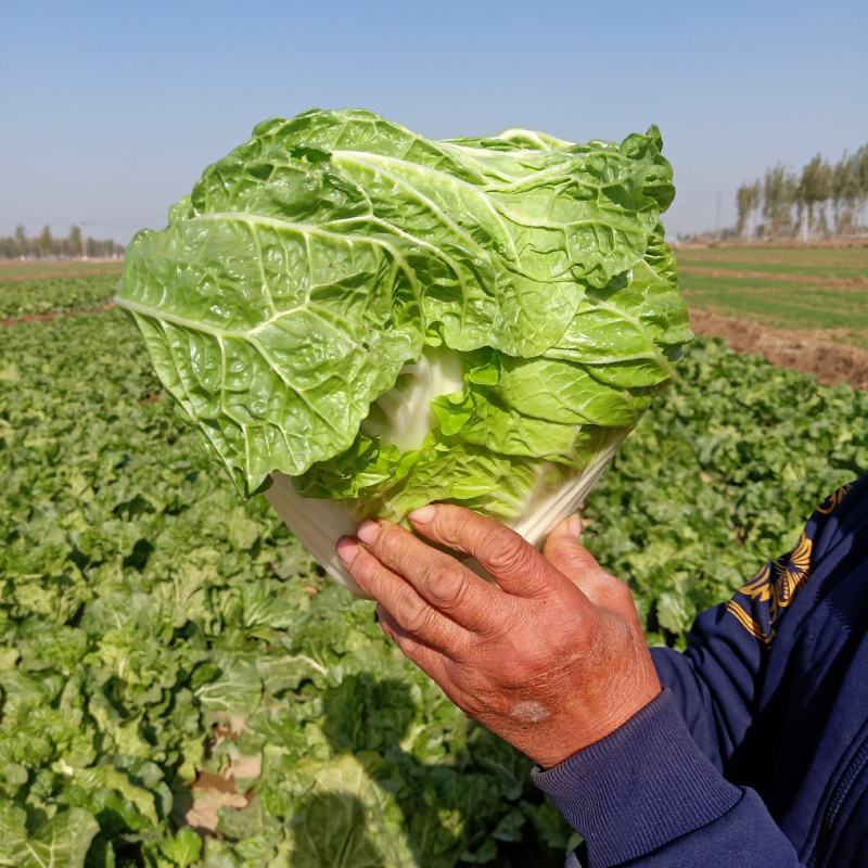 北京三号大头菜大量上市需要的联系我