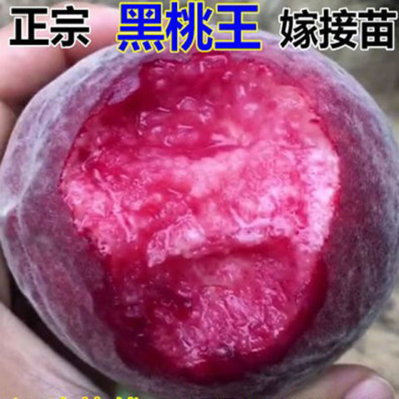 优质黑桃苗黑桃皇后黑桃王品种齐全品种保障保证成活