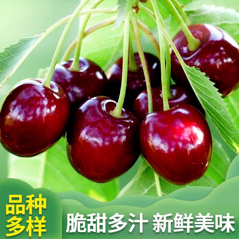 红灯大樱桃苗栽培简单易成活品种保障两证一签