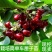 红灯大樱桃苗栽培简单易成活品种保障两证一签