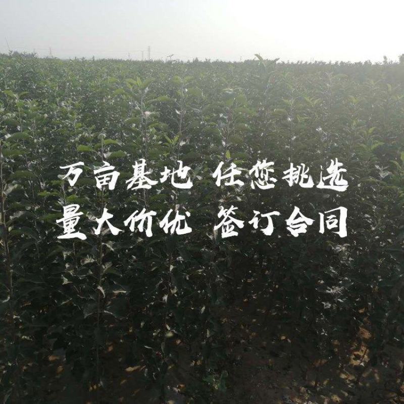 冰糖红桔苗苗木合作社苗圃直发品种保障不活包赔