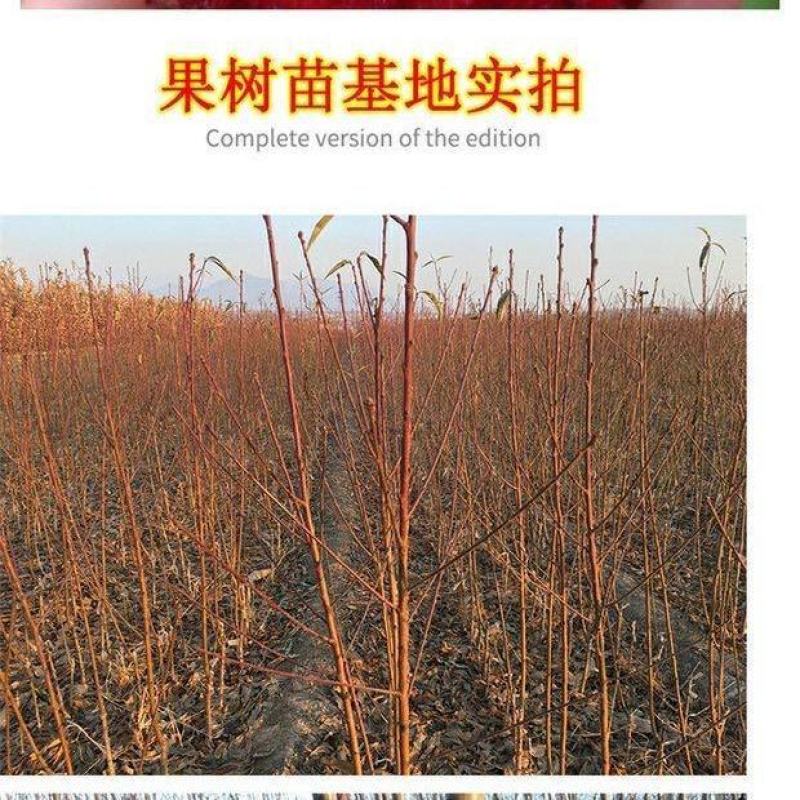 冰糖红桔苗苗木合作社苗圃直发品种保障不活包赔