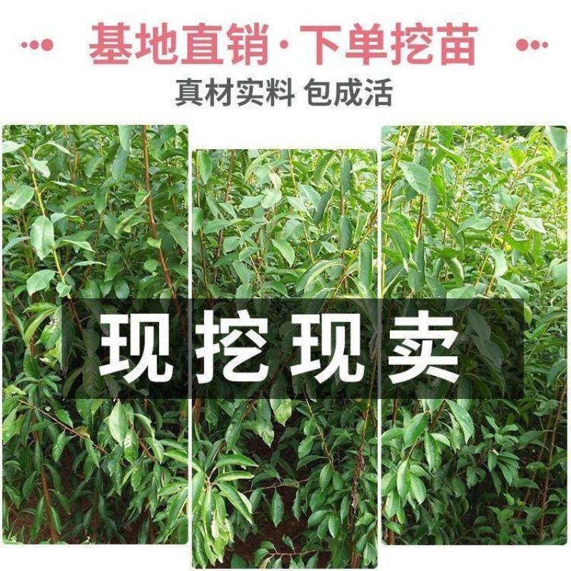冰糖红桔苗苗木合作社苗圃直发品种保障不活包赔