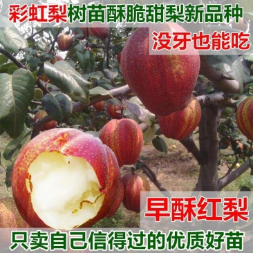 绿宝石梨树秋月梨苗品种丰富规格齐全基地直销一手苗圃