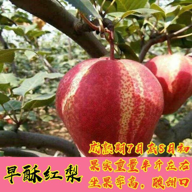 绿宝石梨树秋月梨苗品种丰富规格齐全基地直销一手苗圃