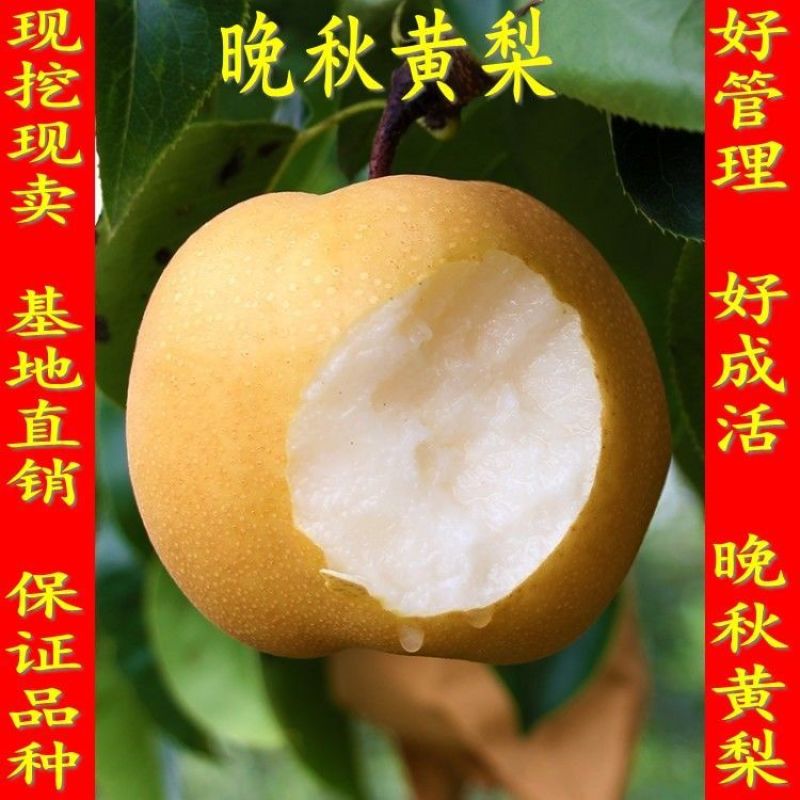 绿宝石梨树秋月梨苗品种丰富规格齐全基地直销一手苗圃