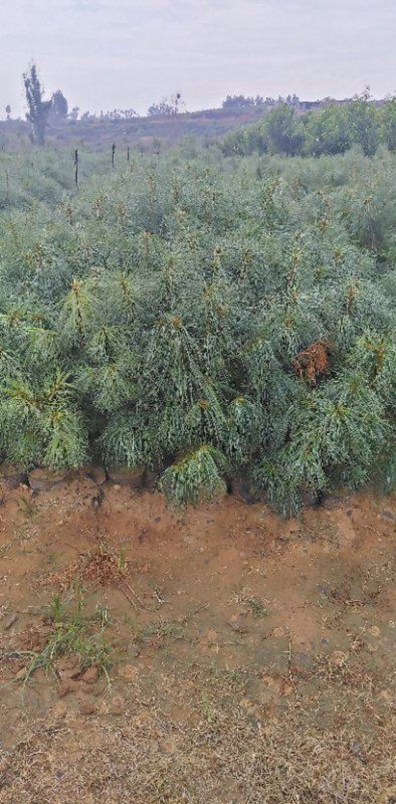 华山松，质量保证，量大从优，证件齐全，荒山造林苗