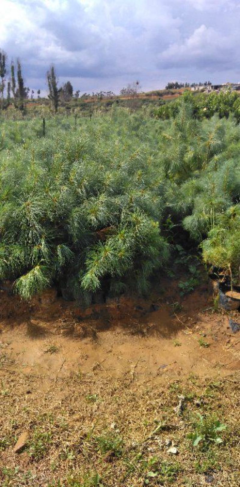 华山松，质量保证，量大从优，证件齐全，荒山造林苗