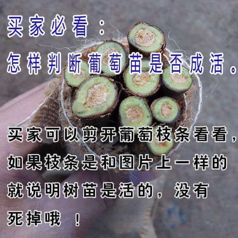 醉金香葡萄苗当年结果基地直发不活包赔品种保障欢迎考察