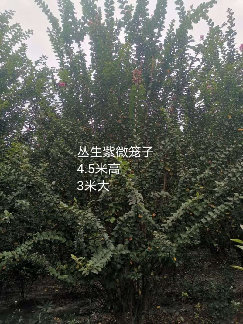紫薇，丛生紫薇，量多，需要老板来