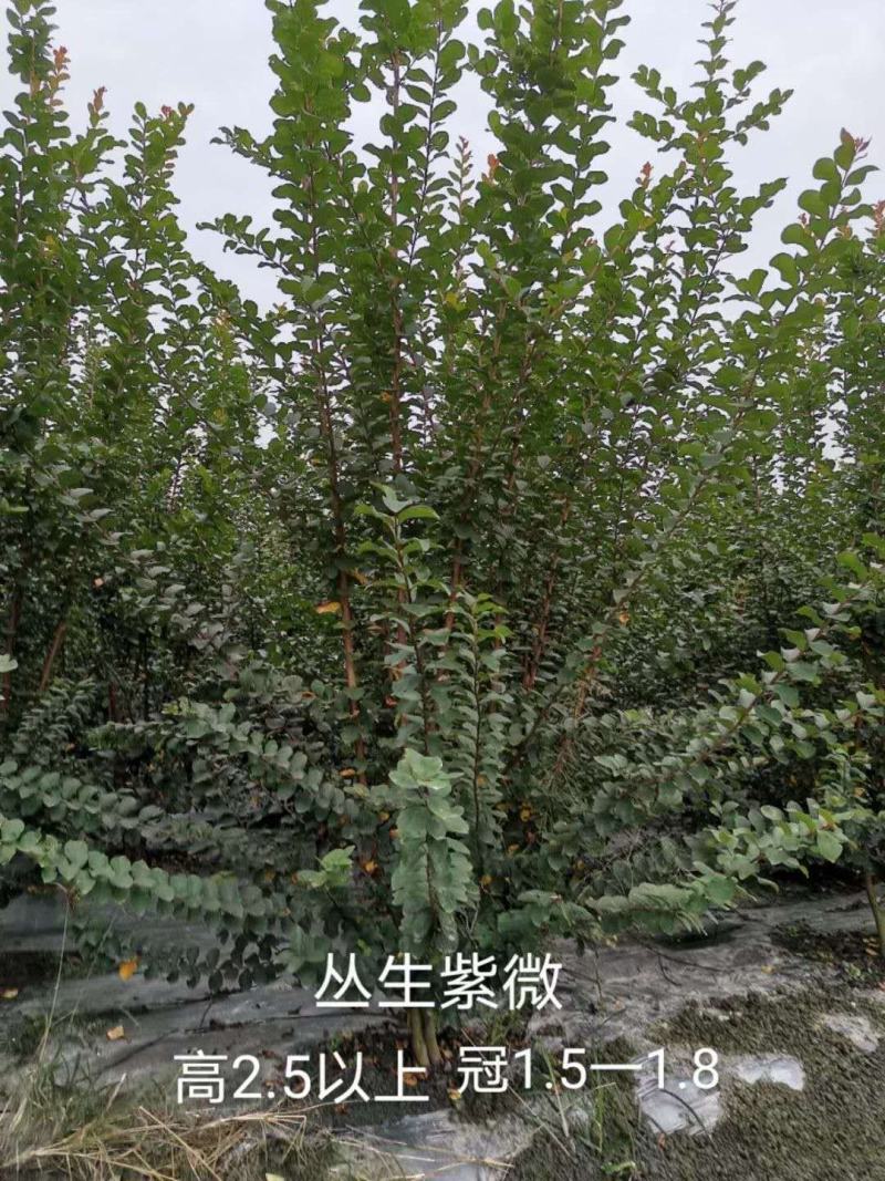 紫薇，丛生紫薇，量多，需要老板来