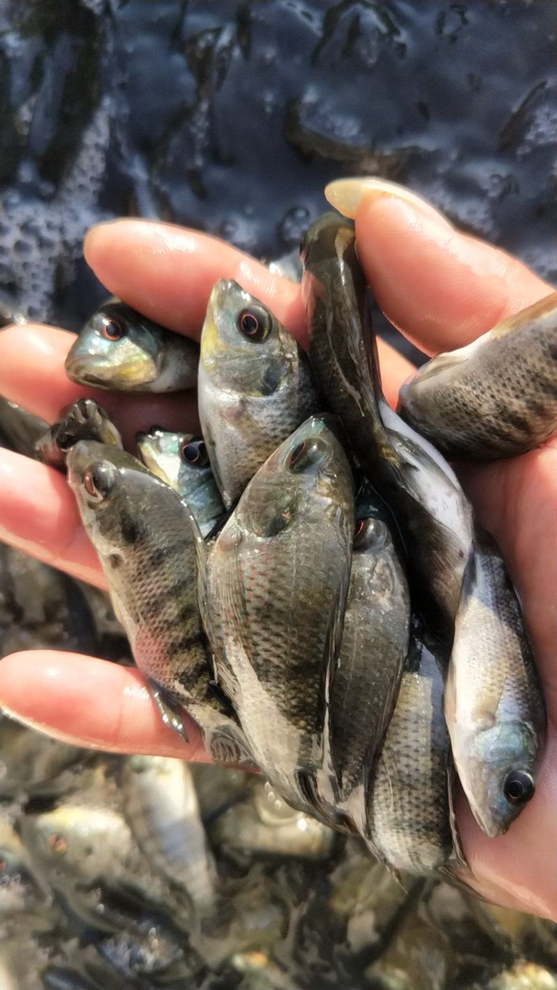 长年供应，罗非鱼苗，海南一号宝路罗非鱼，脆肉罗鱼场地直销