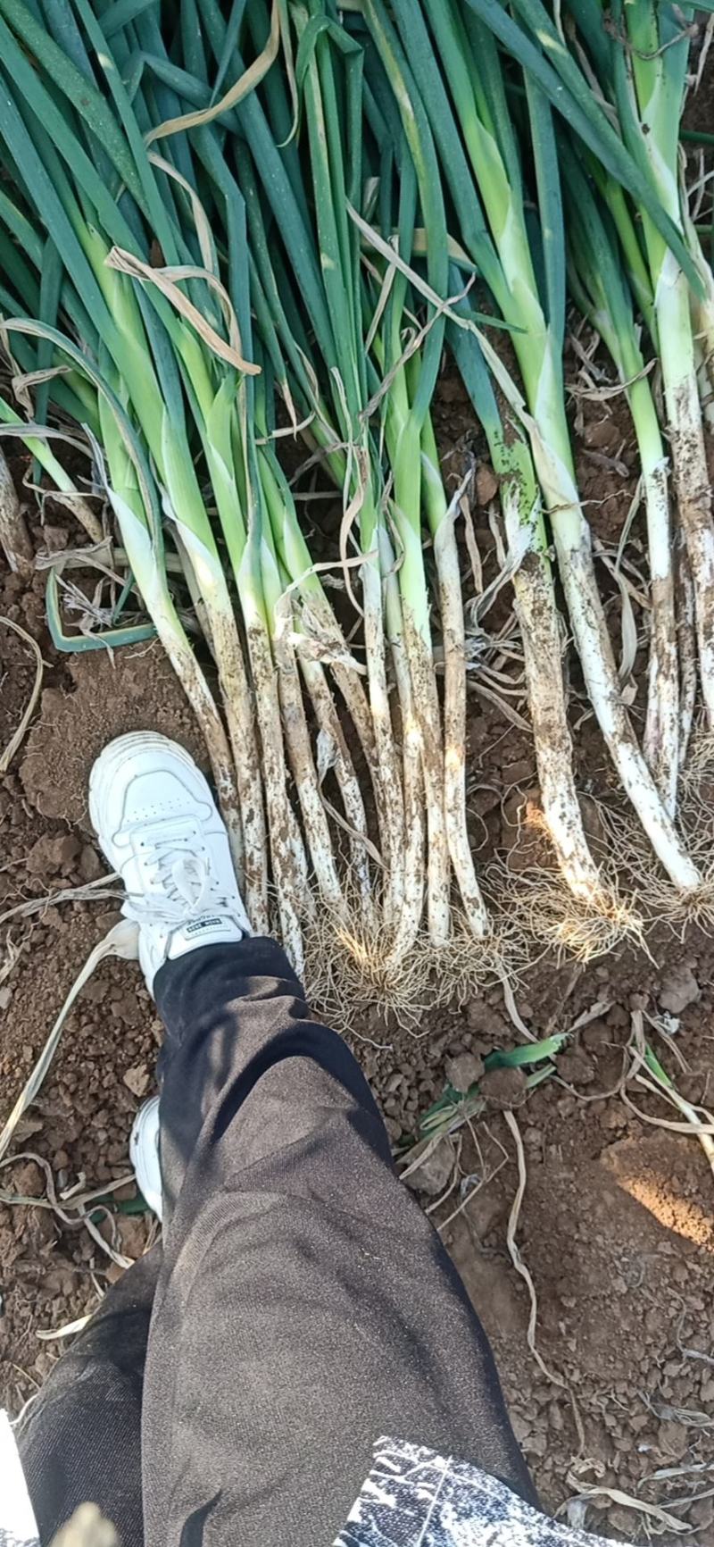 长白葱，葱白30到40，上车价1块3，包上车。