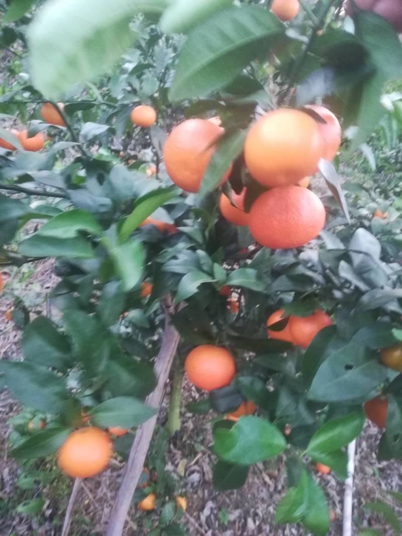 （推介）供应优质金葵沙糖桔，皮细个大口感好化渣。
