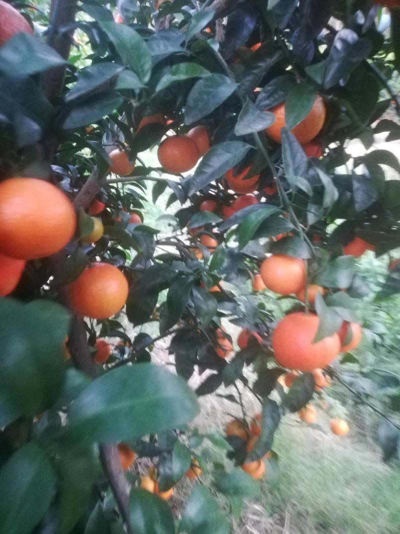 （推介）供应优质金葵沙糖桔，皮细个大口感好化渣。
