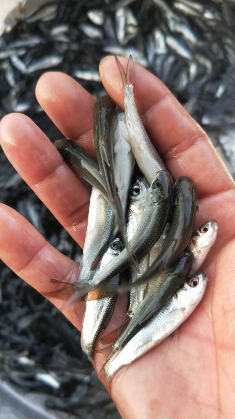 长年供应，麦菱鱼苗，土菱鱼苗，红眼菱鱼苗，场地直销，产量