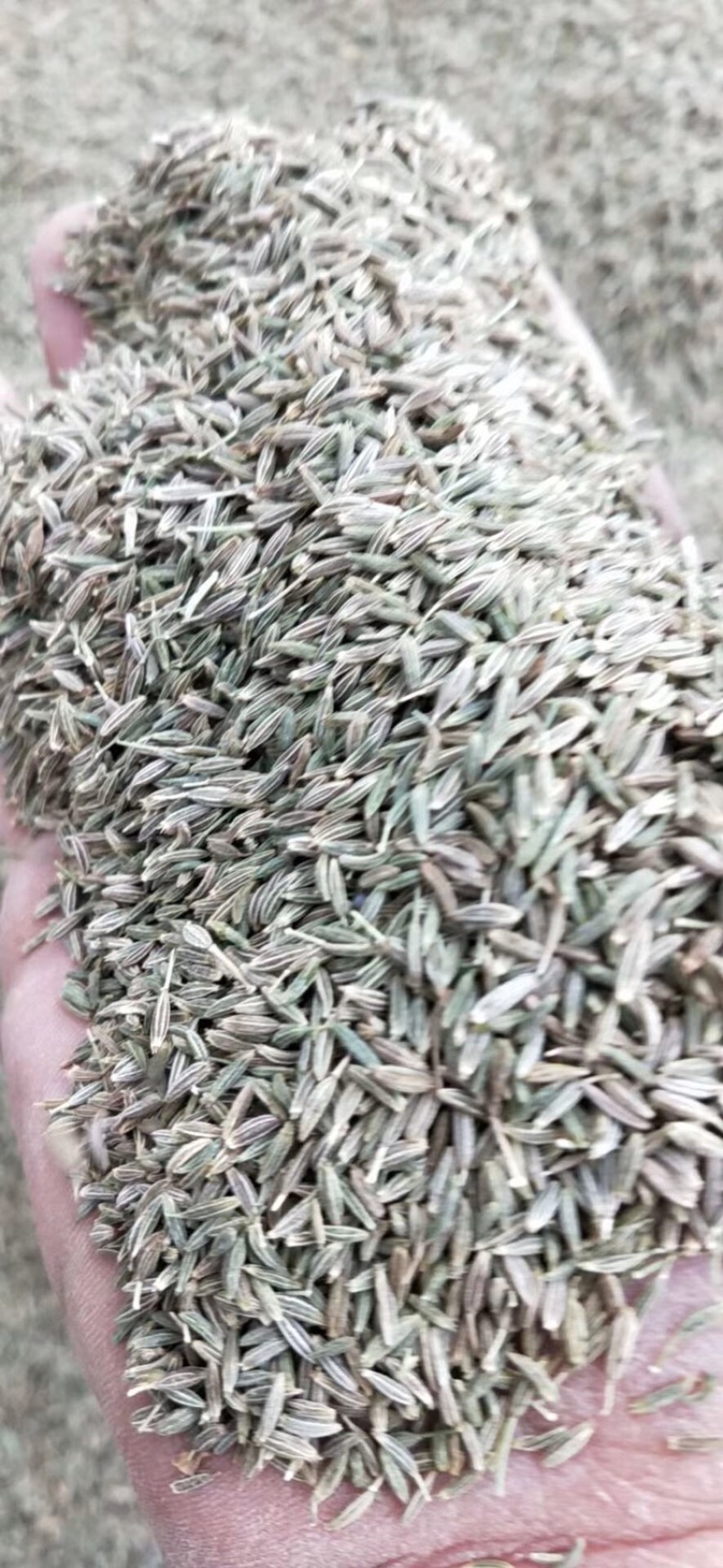 河西走廊精品孜然低价出售