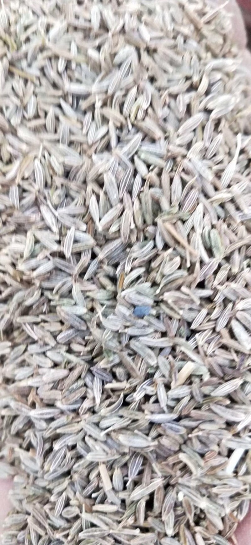 河西走廊精品孜然低价出售