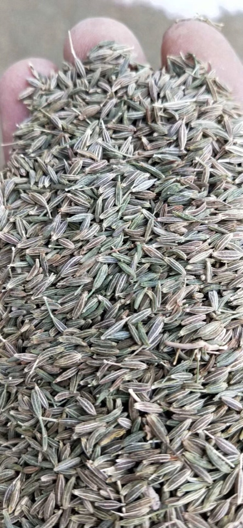 河西走廊精品孜然低价出售