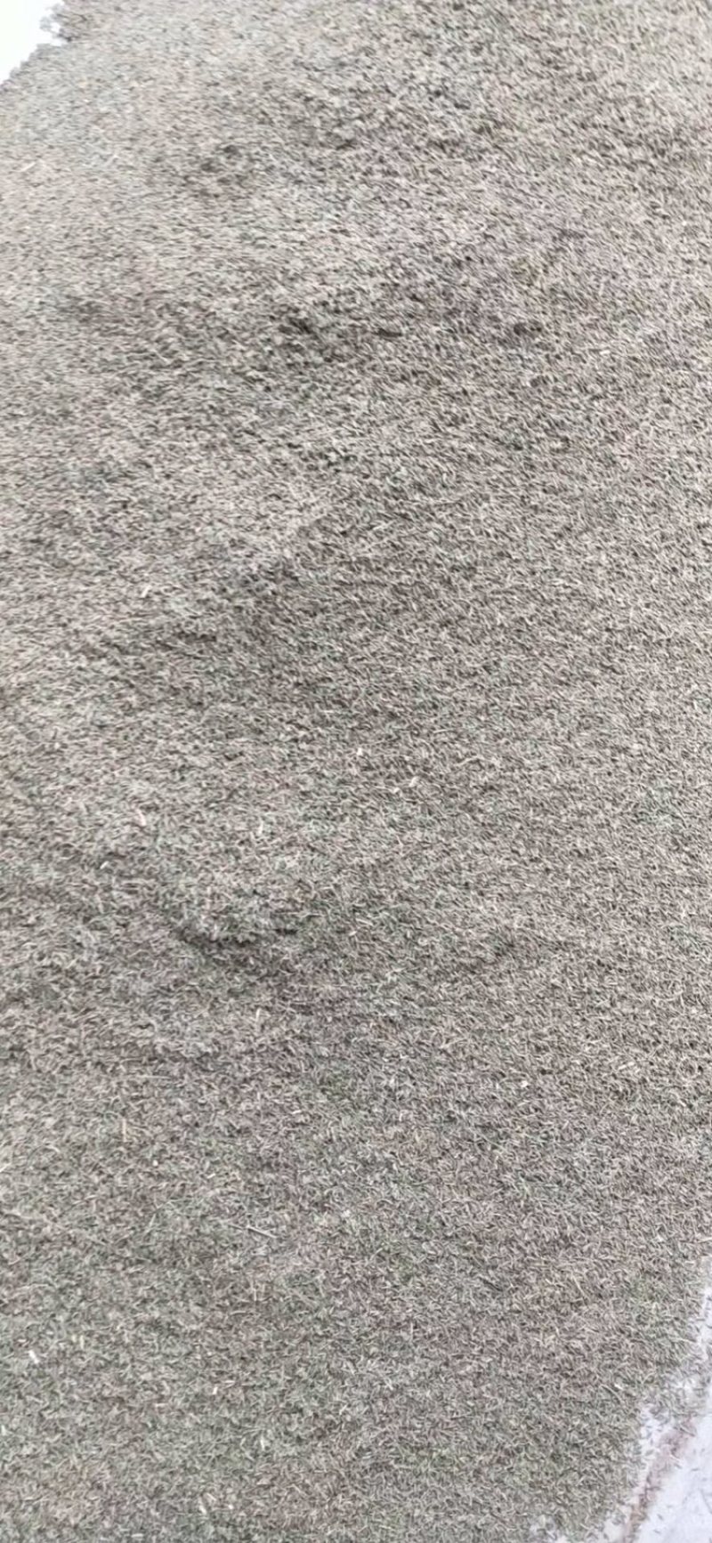 河西走廊精品孜然低价出售