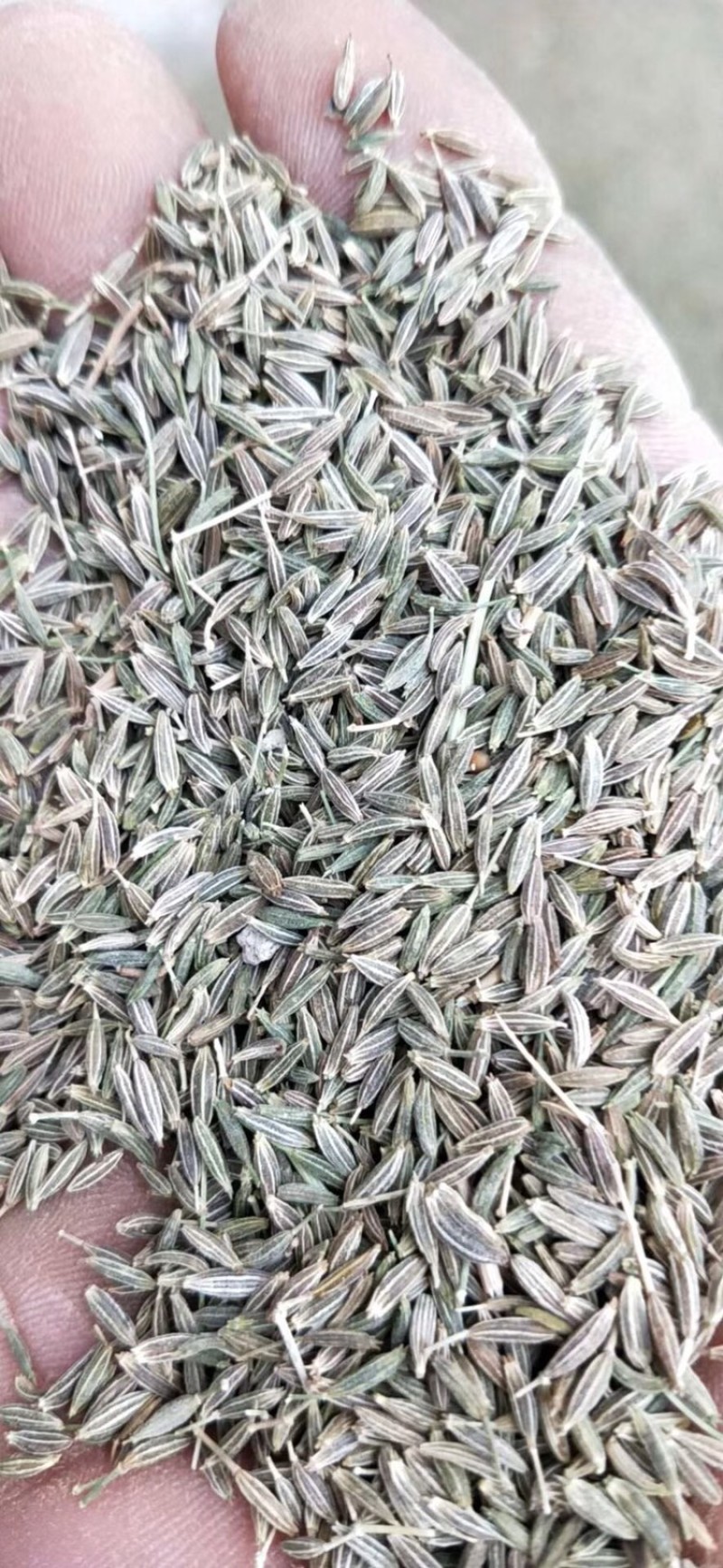河西走廊精品孜然低价出售