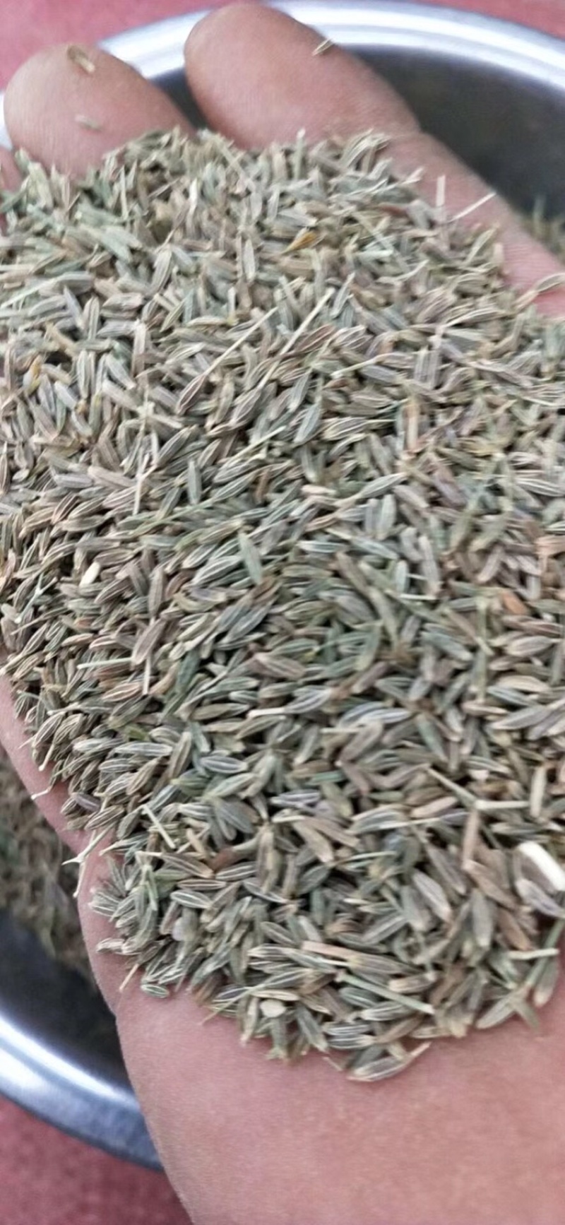 河西走廊精品孜然低价出售
