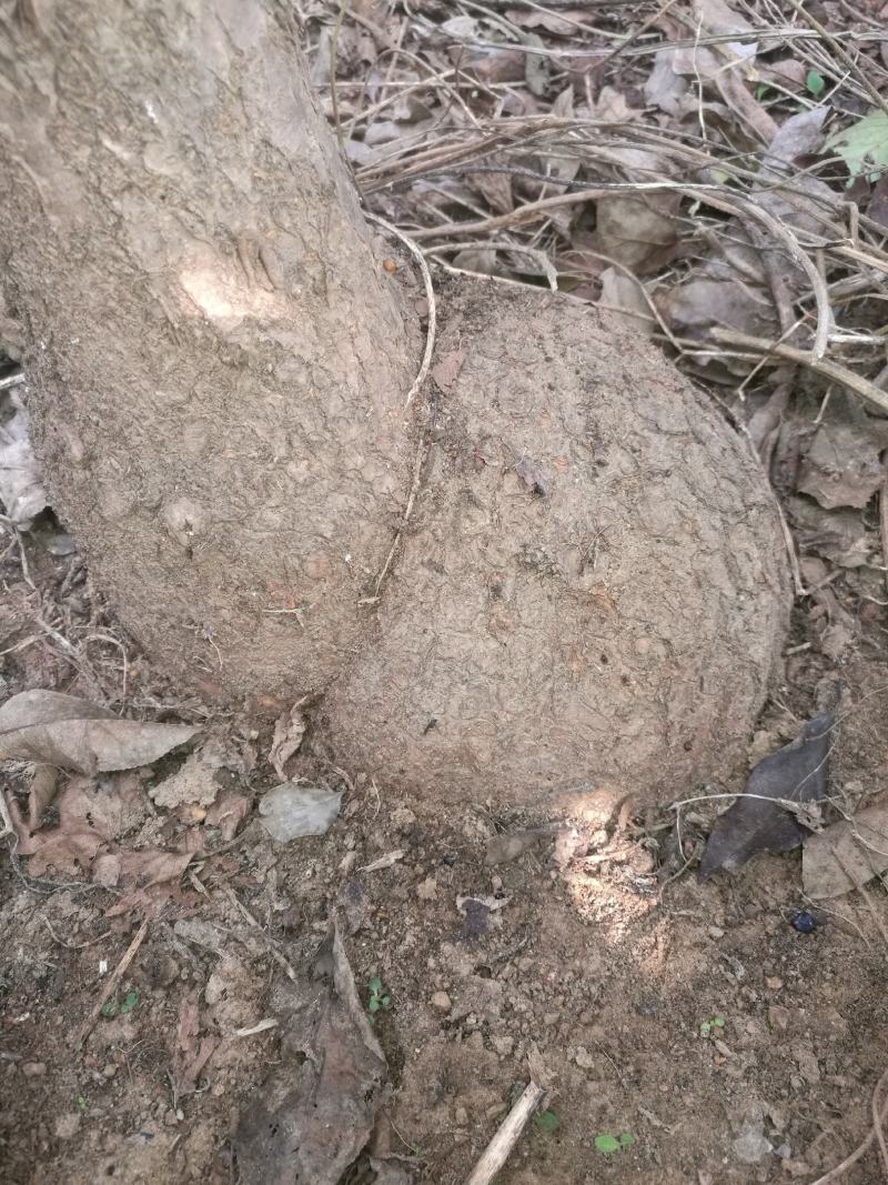 流苏大疙瘩，山东省日照市莒县二十里，欢迎前来选购