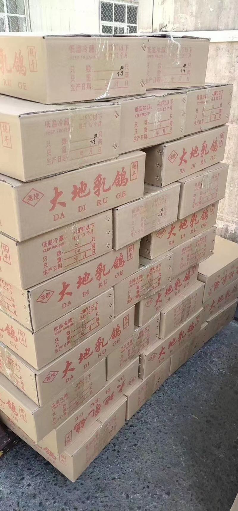 乳鸽货源充足，厂家直发