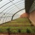 种植棚华运通实体温室厂家一站式服务质量信誉互赢量大有优惠
