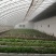 种植棚华运通实体温室厂家一站式服务质量信誉互赢量大有优惠
