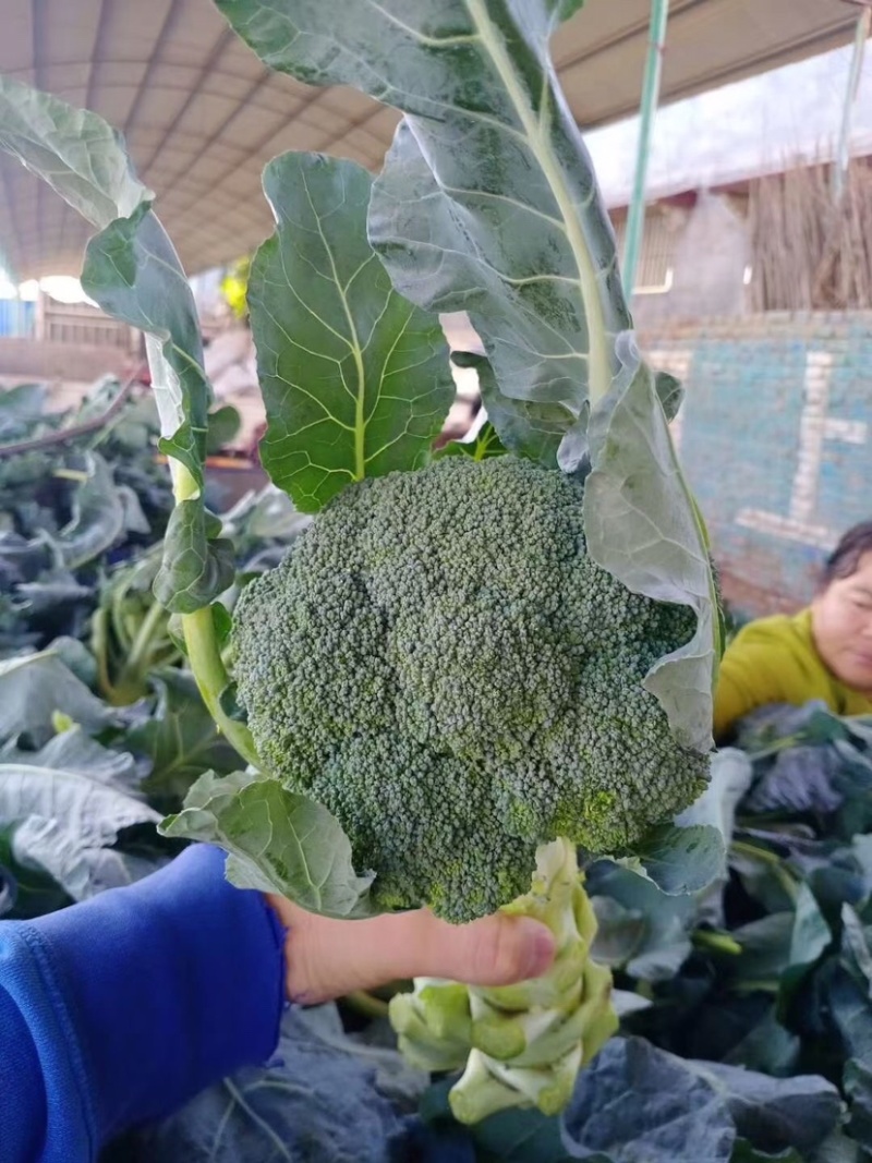 精品西兰花产地大量上市，欢迎各位老板实地考察