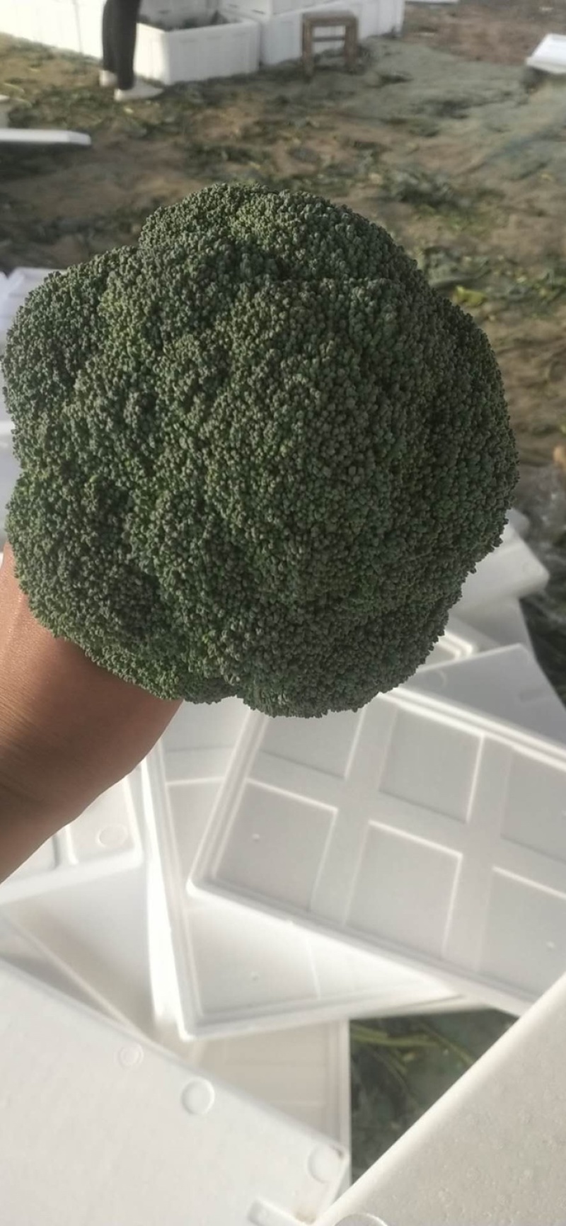 精品西兰花产地大量上市，欢迎各位老板实地考察