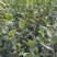 【精品】湖南油茶苗高产量嫁接软枝油茶高成活率提供技术指导