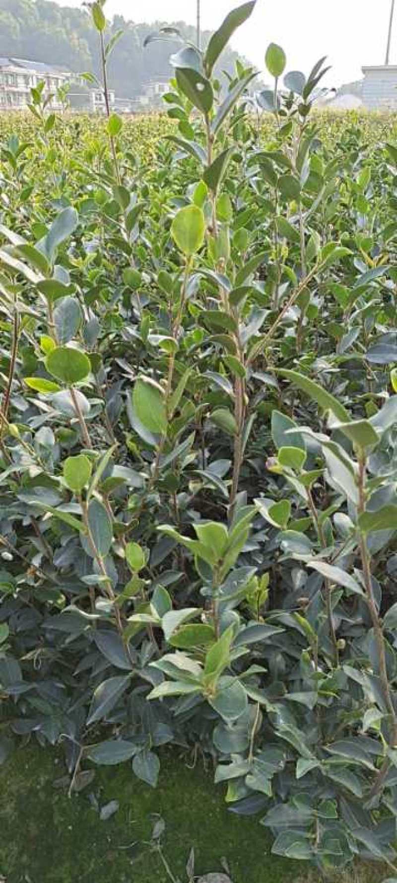 【精品】湖南油茶苗高产量嫁接软枝油茶高成活率提供技术指导