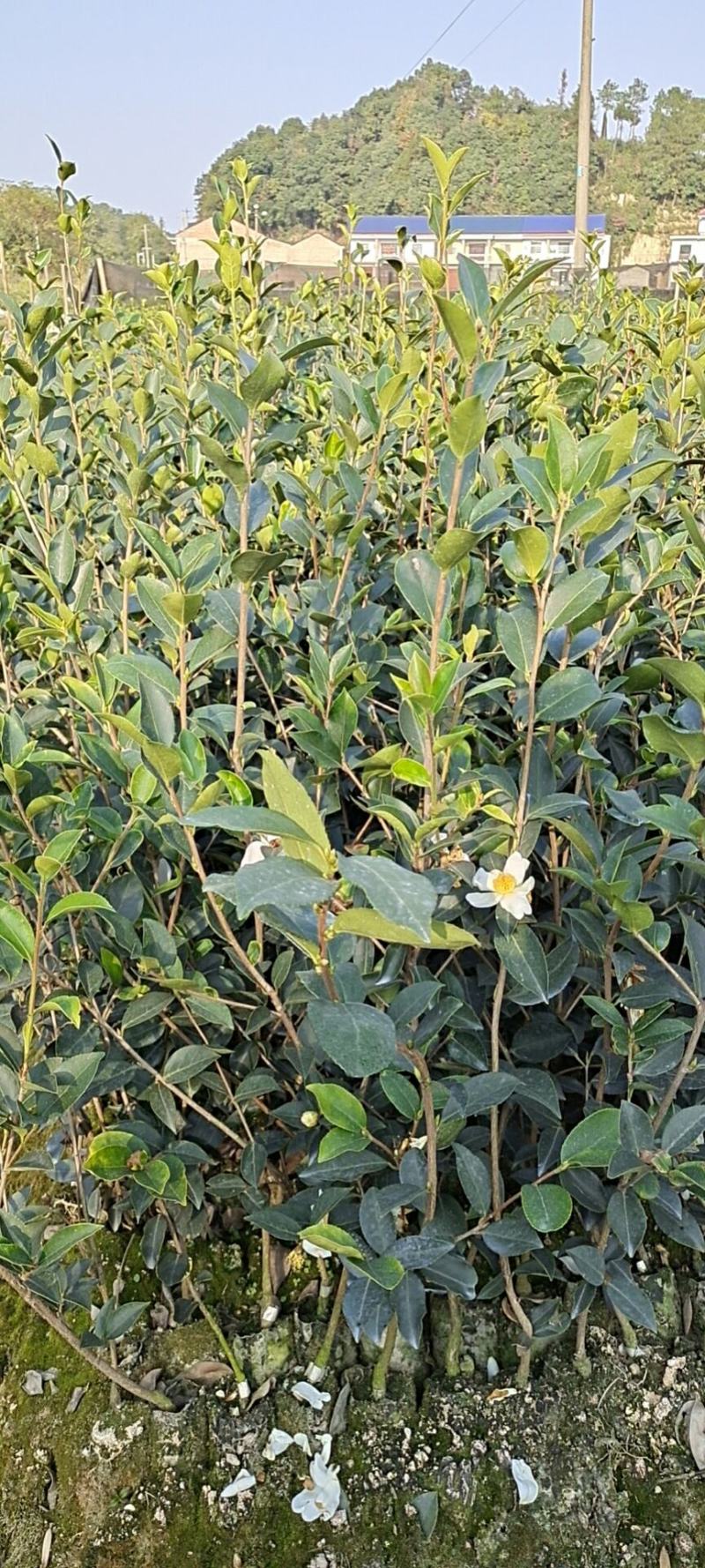 【精品】湖南油茶苗高产量嫁接软枝油茶高成活率提供技术指导