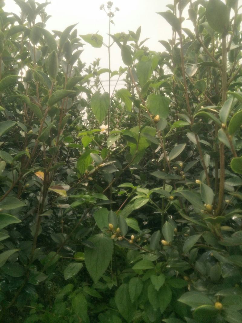 【精品】湖南油茶苗高产量嫁接软枝油茶高成活率提供技术指导