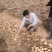 陕北沙地黄心土豆，V7土豆产地售卖，开圈装货，可库存。