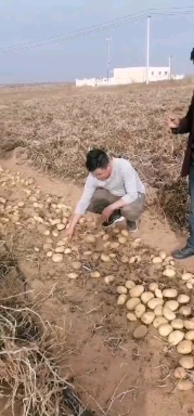 陕北沙地黄心土豆，V7土豆产地售卖，开圈装货，可库存。