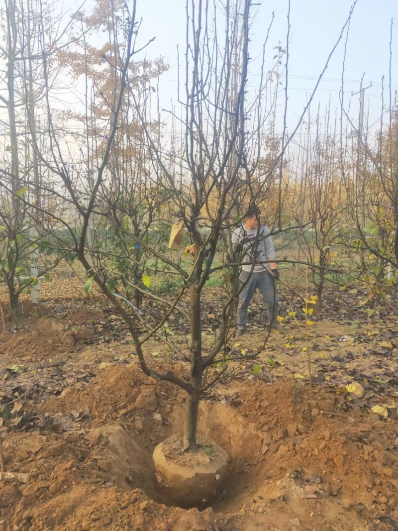 长期出售各种规格梨树