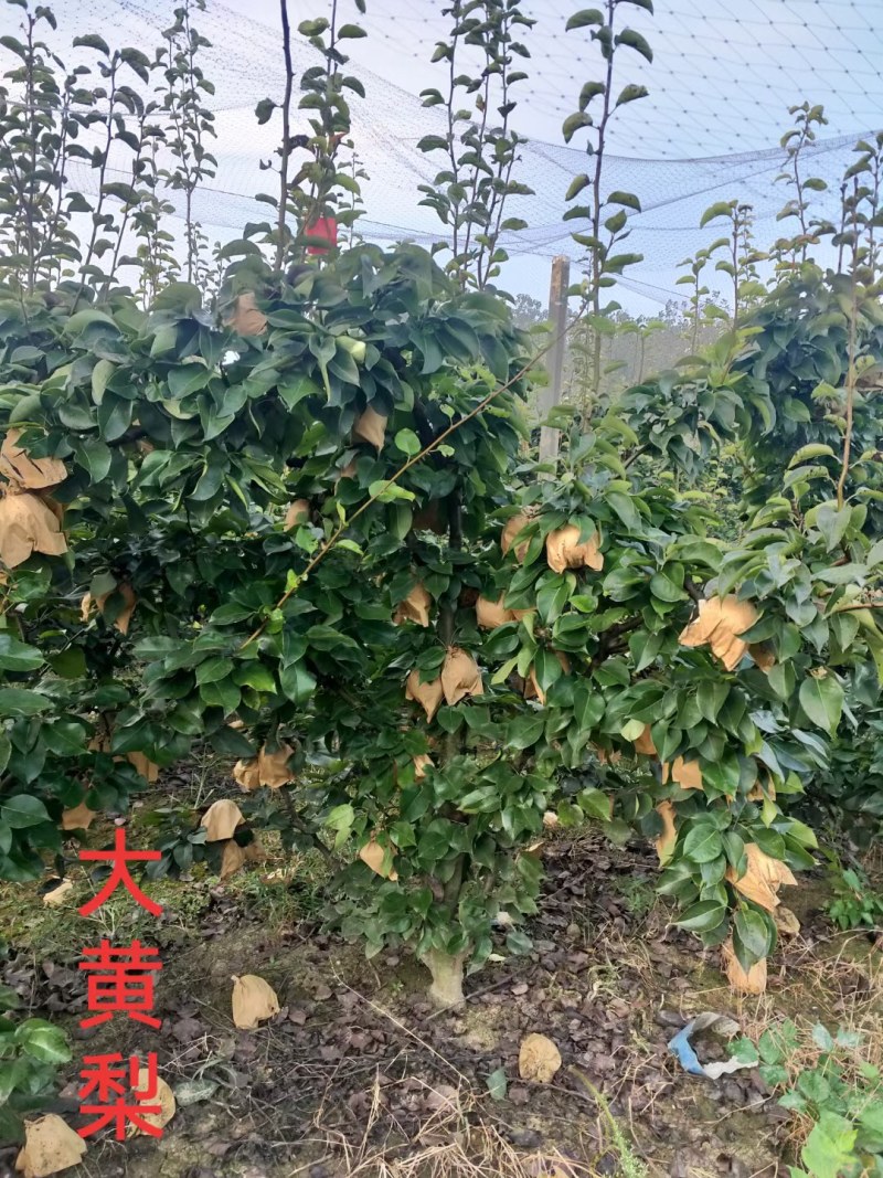 长期出售各种规格梨树