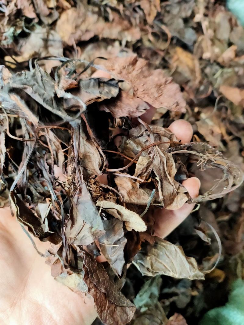 中药材精选中药材鹿晗草鹿衔草蹄草鹿含草