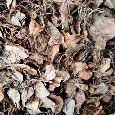 中药材精选中药材鹿晗草鹿衔草蹄草鹿含草