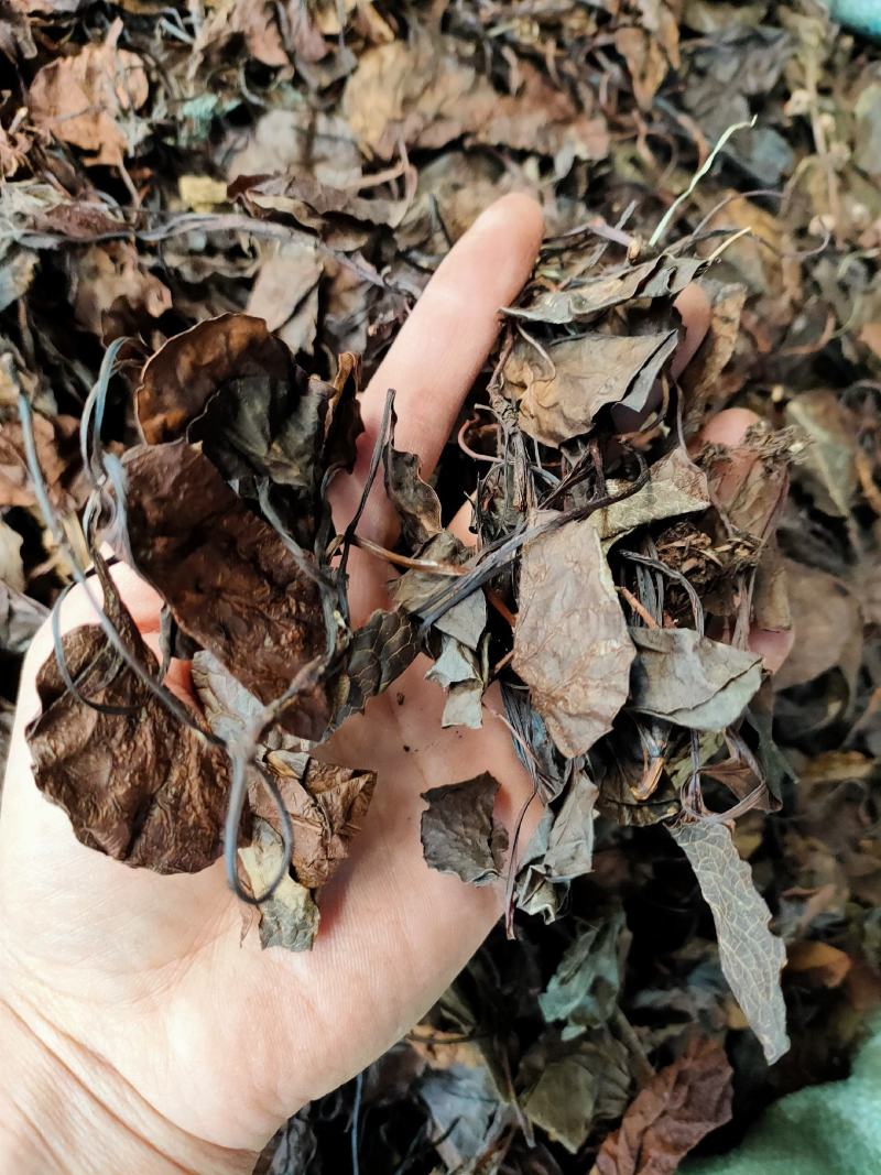 中药材精选中药材鹿晗草鹿衔草蹄草鹿含草