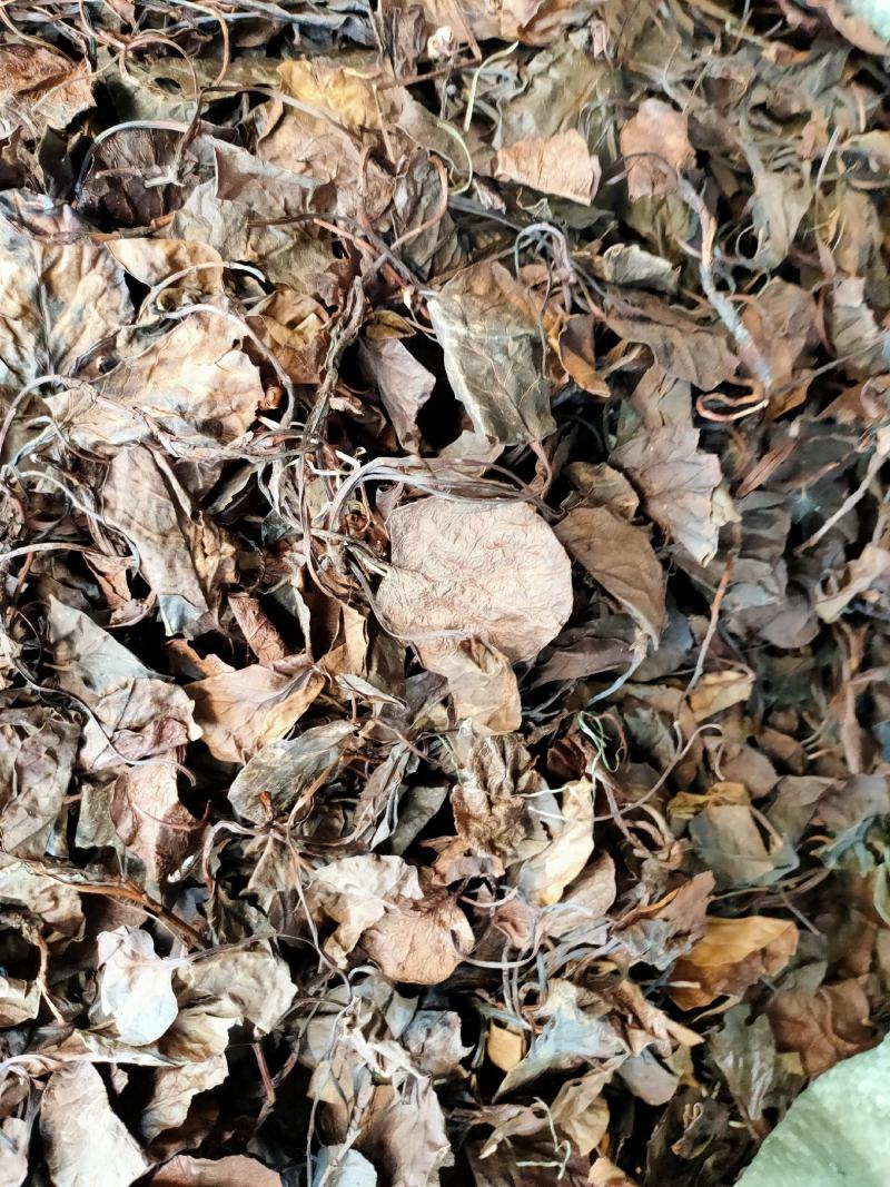 中药材精选中药材鹿晗草鹿衔草蹄草鹿含草