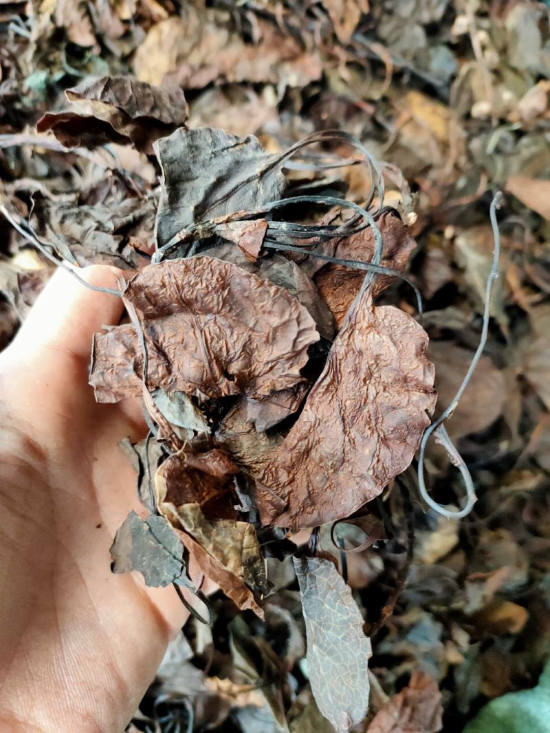 中药材精选中药材鹿晗草鹿衔草蹄草鹿含草